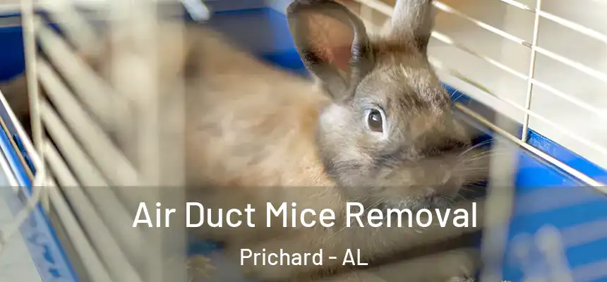 Air Duct Mice Removal Prichard - AL
